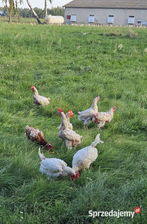 Sprzedam kury nioski sendy Józefów