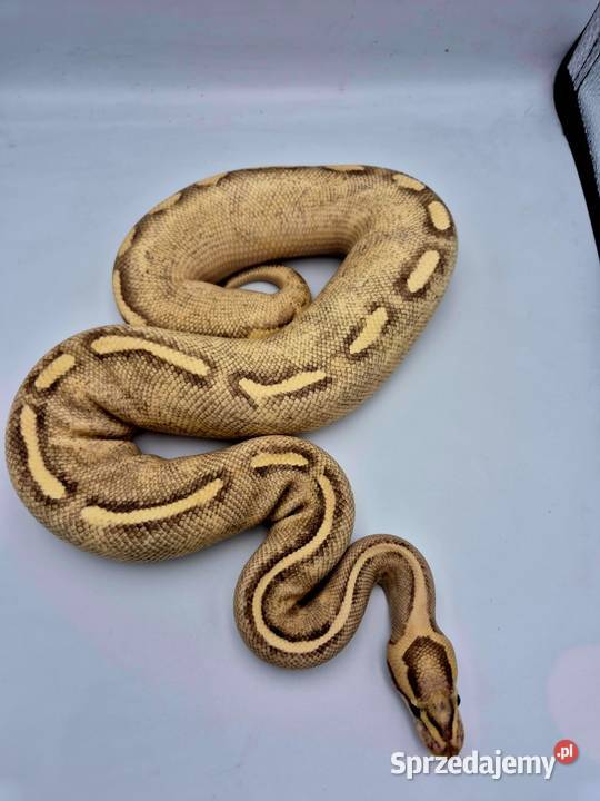 Pyton królewski Python Regius NOWE CENY Kobielice