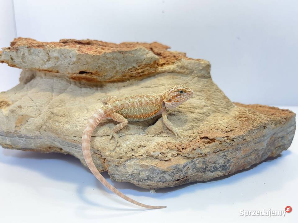 Agama Brodata Orange red translucent pomorskie Tczew