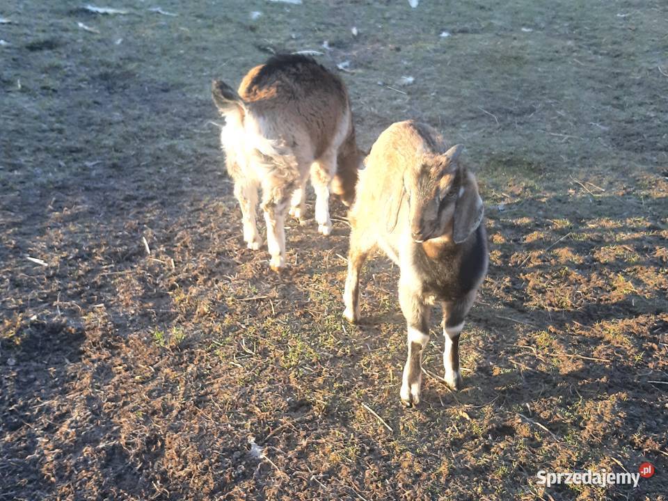 Sprzedam capka Czarna Góra