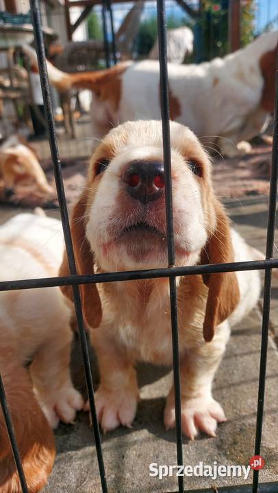Basset hound szczenięta z renomowanej hodowli wielkopolskie Batorowo