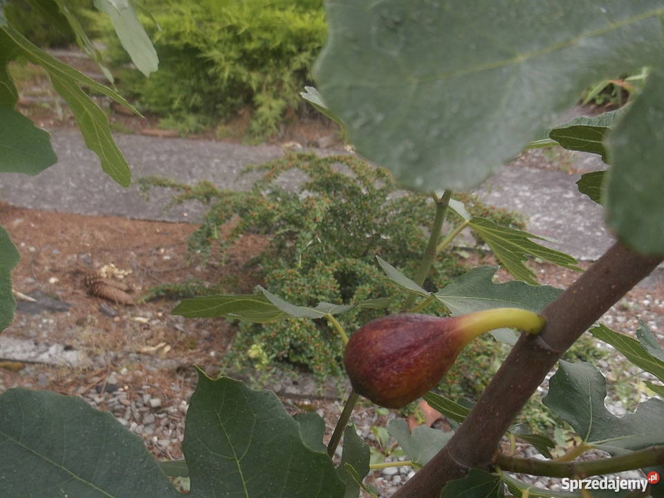 Figowiec północny Peretta MROZOODPORNY figa Zator