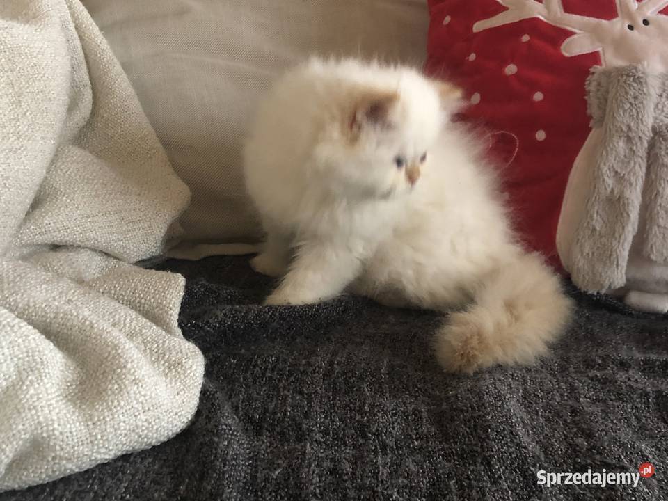 Koty perskie persy Pers Kędzierzyn-Koźle