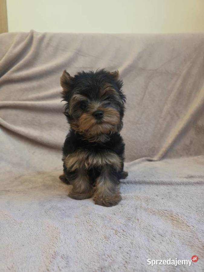 York piesek yorkshire terrier piesek rasy york York Zwierzęta łódzkie Pajęczno
