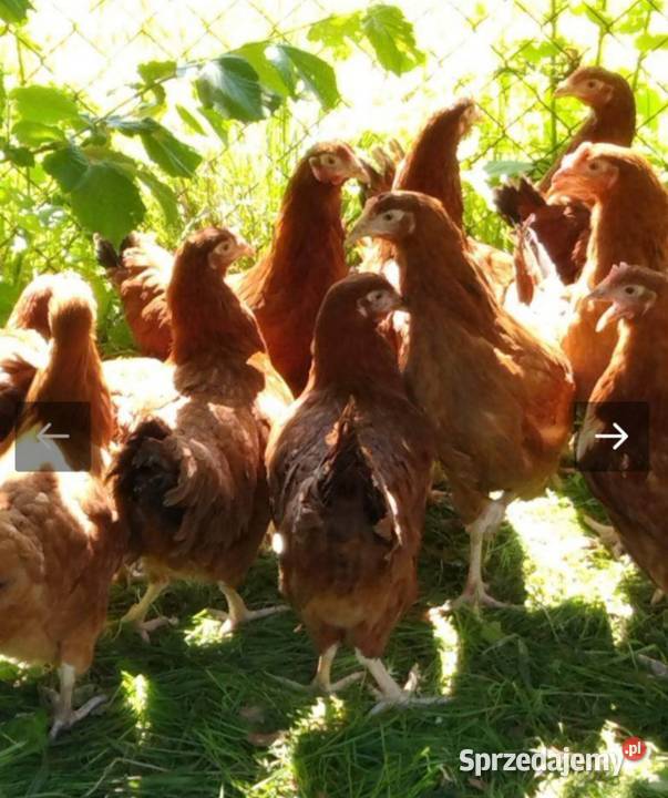 Młode kury kokoszki 14 tygodni rosa leghorn podkarpackie Krosno