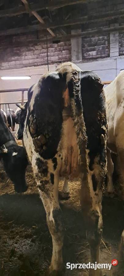 Jałówka wysokocielna Barnowiec