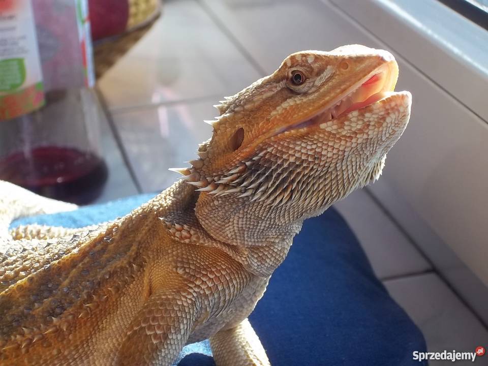Agama brodata sprzedam tanio Łódź