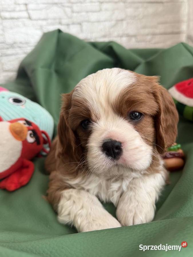 Cavalier King Charles Spaniel piesek Bambi Olsza