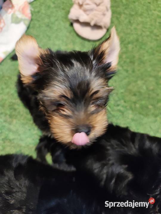 York terrier York lubelskie Chełm