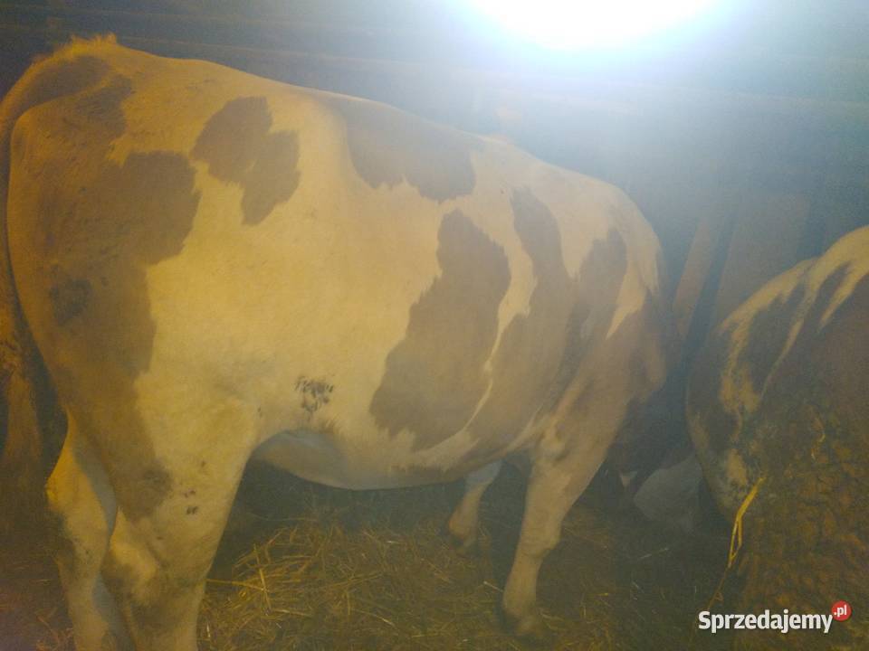 Krowa wysokocielna pomorskie Brzeźno Szlacheckie sprzedam