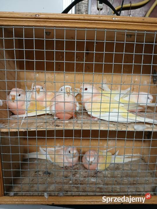 Lilianki Rubino,Lutino