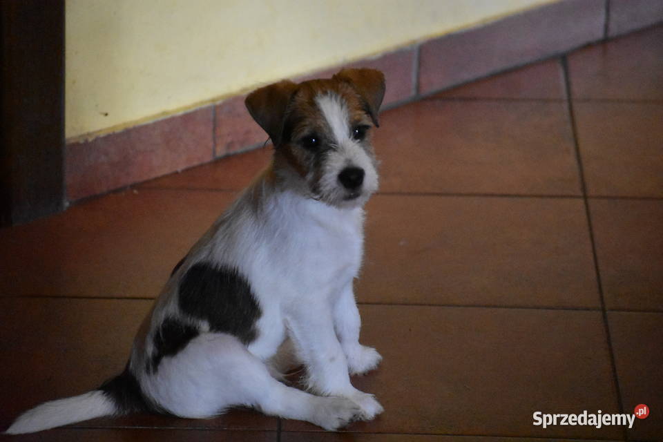 Piękne szczenięta Parson Russell Terrier rodziny Czarny Bór