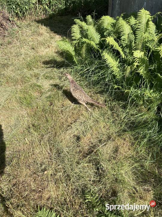 Sprzedam prawo do użytkowania działki ROD w Sprzedaż