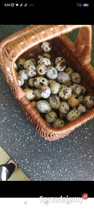 Jaja przepiórcze Włoszczowa