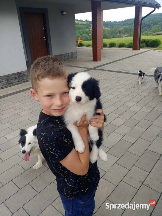 Border Collie FCI suczka do dogoterapii dotowa podkarpackie Dębica