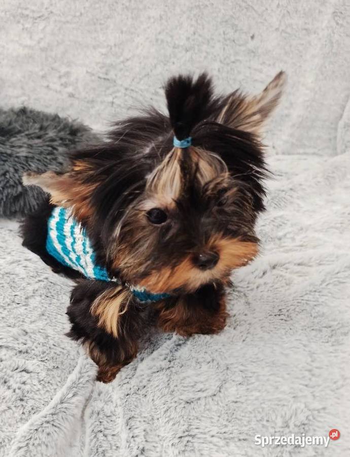 MEGA śliczny YORK Black and Tan do odbioru opolskie Opole