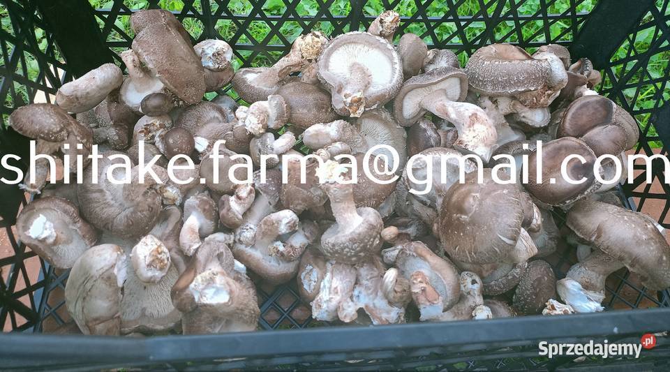 Shiitake świeże grzyby Leśnictwo małopolskie sprzedam