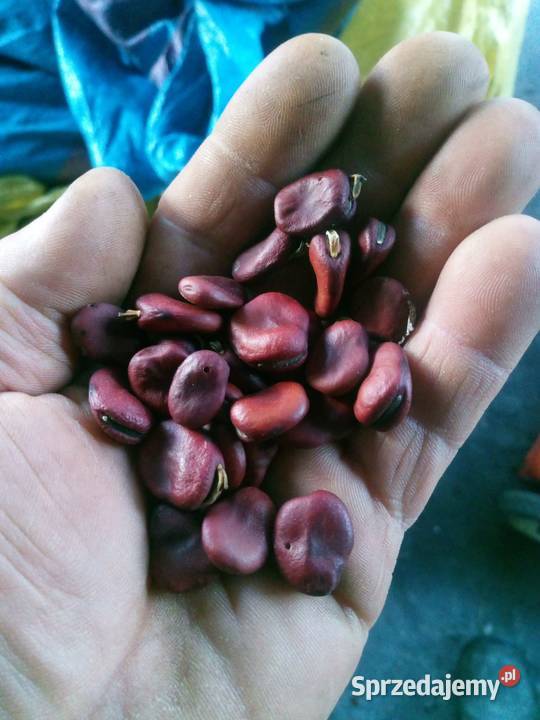 Nasiona bobu świętokrzyskie Strzeszkowice