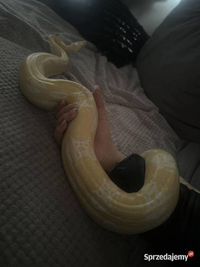 Boa Cesarski Sharp Albino Goleniów