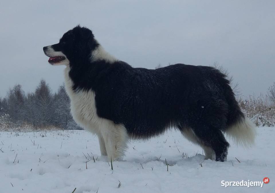 Rasowy pies bluemerle Border Collie z pełną dok Iwonicz