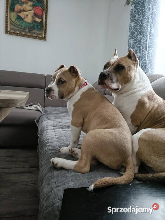 Szczenięta American staffordshire terrier Wyszków