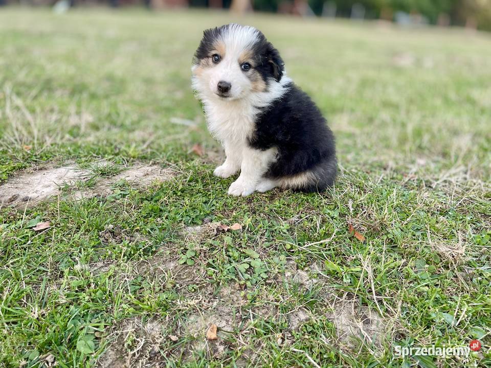 Border Collie suczka 2 Ostrowiec Świętokrzyski
