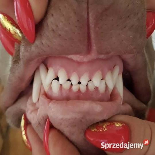 Amerykański Pit Bull Terrier szczenięta sprzedam