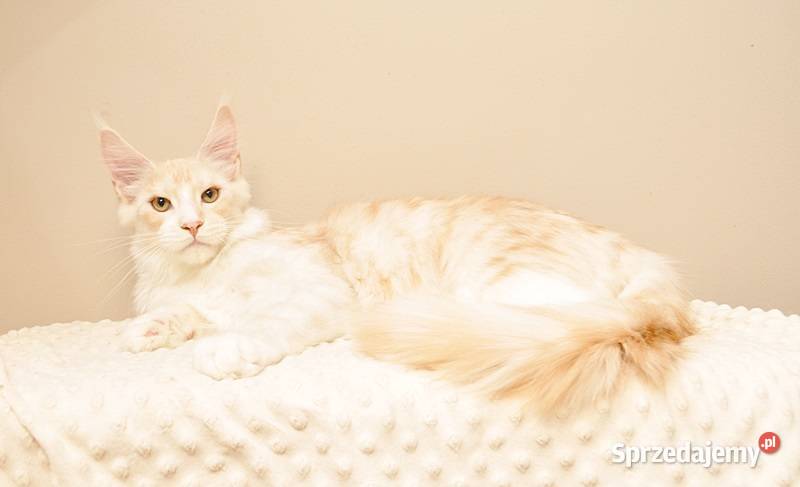 Przepiękny kocurek Maine Coon GOTOWY DO ODBIORU Białystok