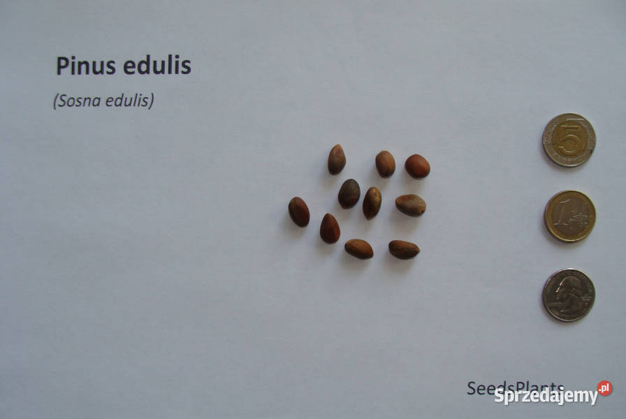 SOSNA EDULIS Pinus edulis NASIONA 30 sztuk 10g Dom i Ogród Lubanie