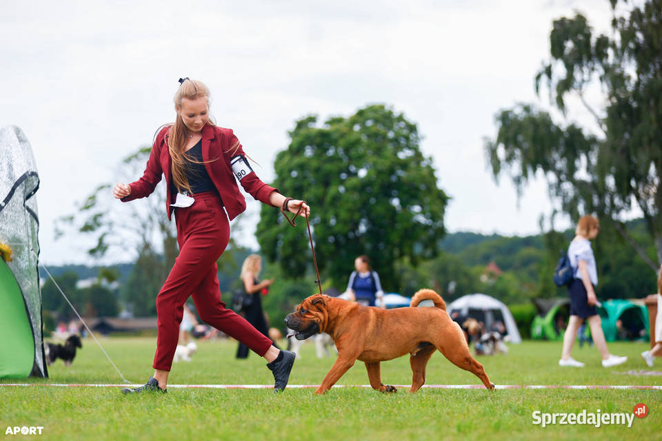 Szczenięta Shar Pei FCI kujawsko-pomorskie Piotrków Kujawski