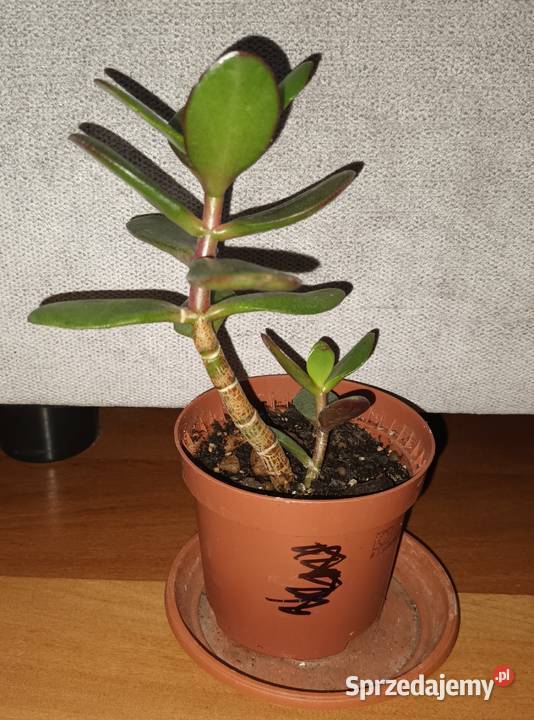Grubosz crassula roślina rosnąca 2 Warszawa