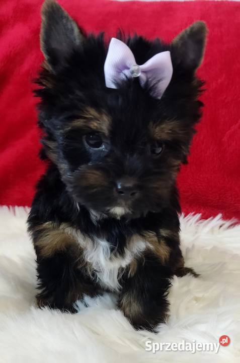 Kraj i zagranica Prześliczna czarna MAMBAŚliczna