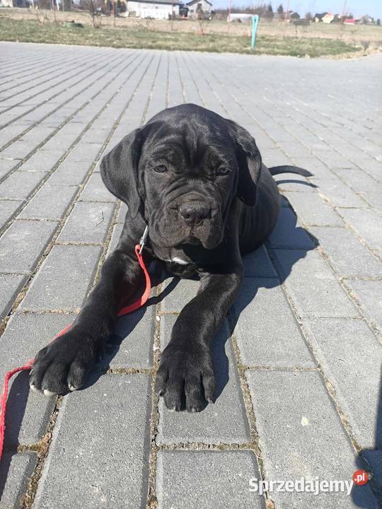 Cane Corso Italiano Zadroże
