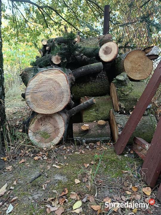 drewno opałowe Pilica