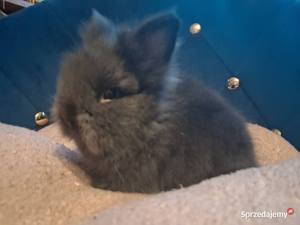 Królik miniaturka karzełek teddy śląskie Sławków sprzedam