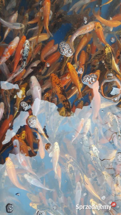 KARAŚ KOLOR KARP KOI AMUR TOŁPYGA LIN RYBY DO Ryby