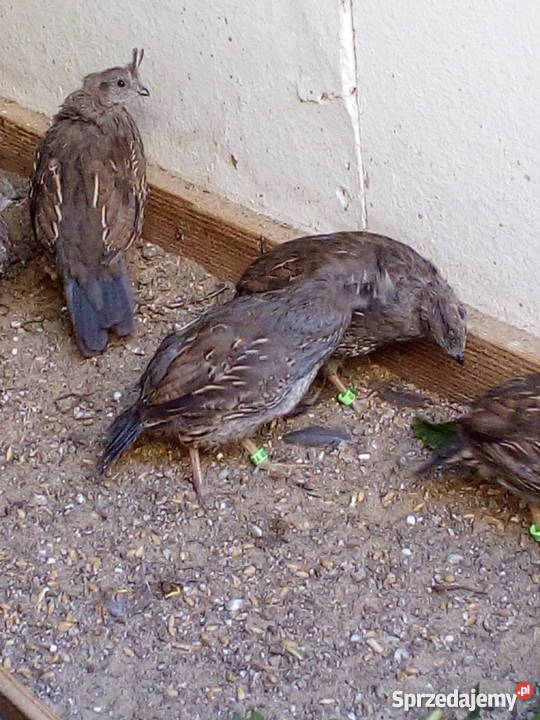 Przepiór kalifornijski Syców sprzedam