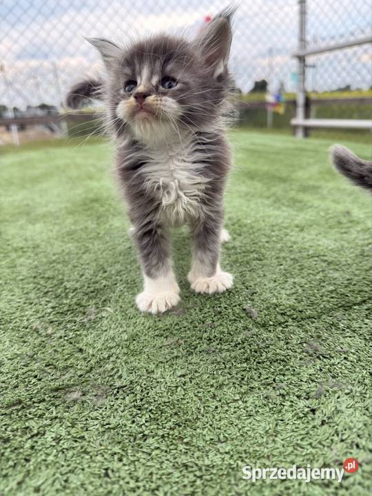 Przepiękne kocięta Maine Coon z rodowodem FPL