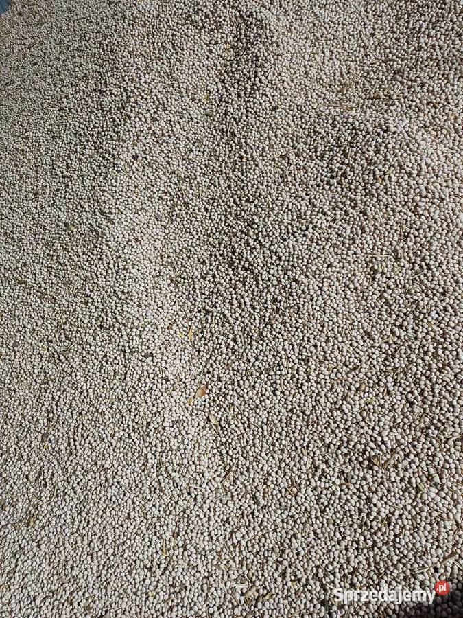 Sprzedam łubin słodki niedesykowany łódzkie sprzedam