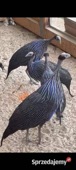 Perlice sępię ptaki egzotyczne wielkopolskie Dubin