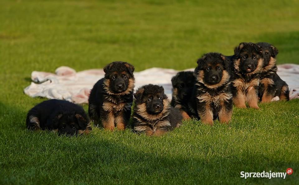 Owczarek Niemiecki szczenieta rodowod FCI Wiązów