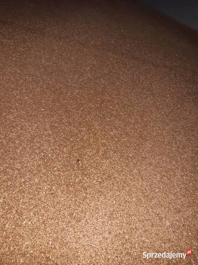 Pszenica Owies Jęczmień Kukurydza Mieszanka Zakliczyn