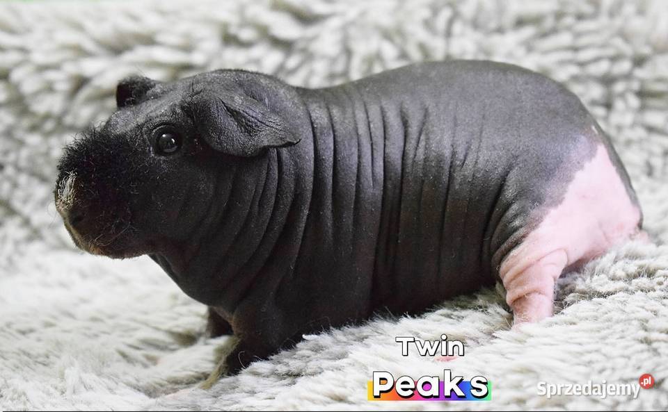 Świnka morska świnka skinny Rodowód Hodowla