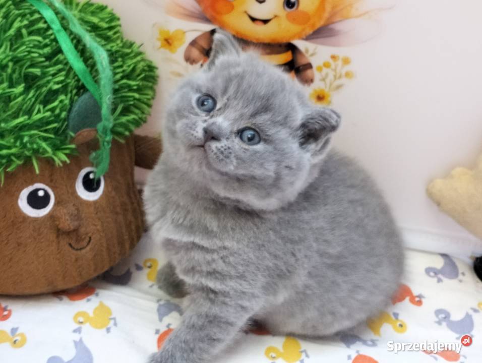 Uroczy kocurek Archie Rodowód Międzynarodowy Łódź