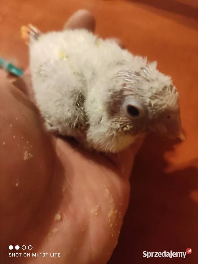 Rudosterki ręcznie karmione sprzedam Zgierz