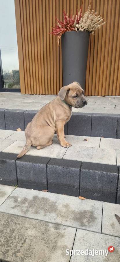 Cane Corso szczenieta rodowodowe błekitne i Bychawa