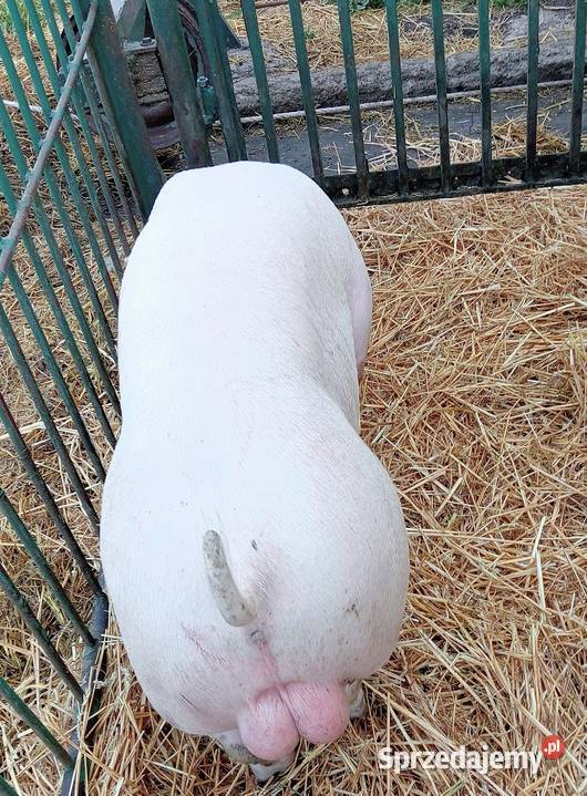 Czystorosowe knurki PBZ Strzałkowo sprzedam