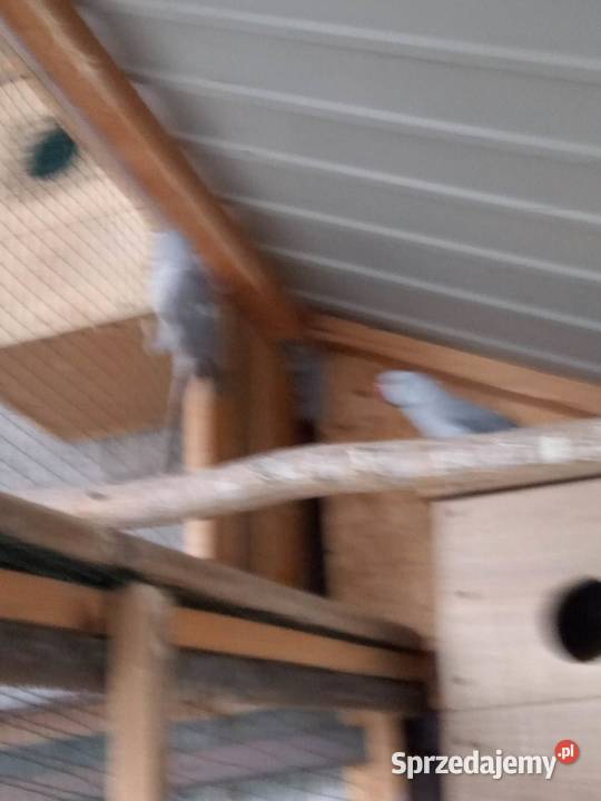 Papugi alekssandreta obrożne 2 samice