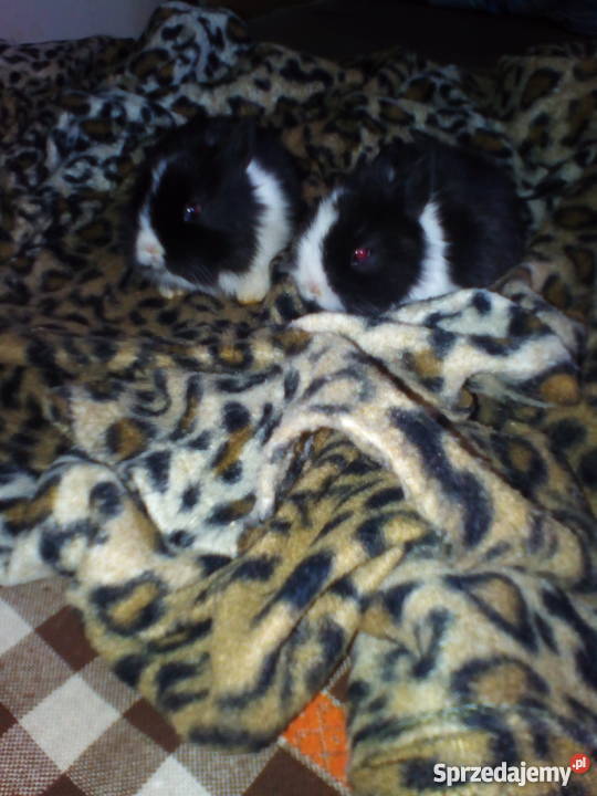 kroliczki karzelki Pozostałe Radom sprzedam