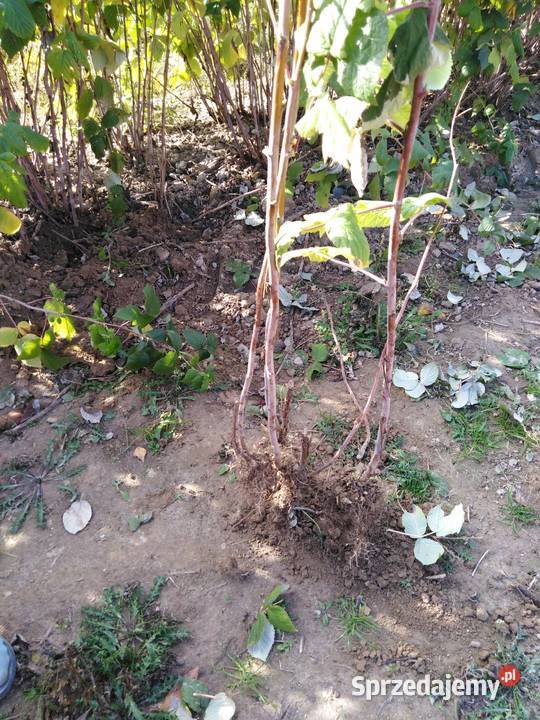 Sadzonki maliny jesiennej Polesie lubelskie Sól sprzedam